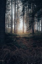 Il bosco della Fagiana sensoriale