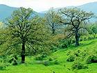 Alberi