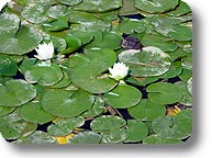 La Flore des étangs