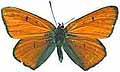 Farfalla - Lycaena dispar - maschio