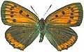 Farfalla - Lycaena dispar - femmina