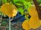 Limoni - Anello sentieri alti Monterosso